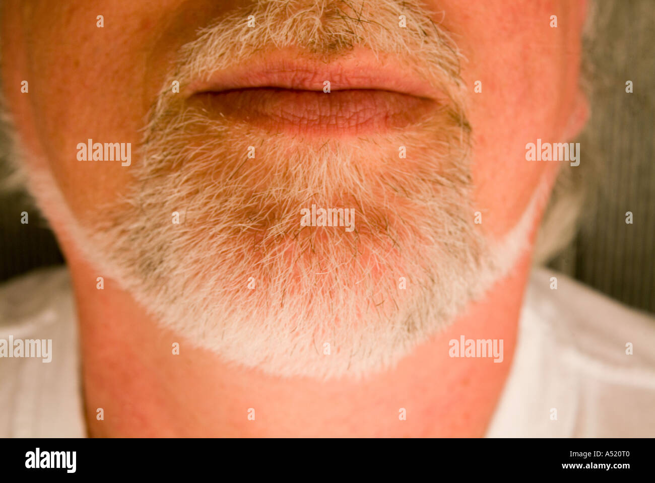 Neatly trimmed grey male beard Stock Photo