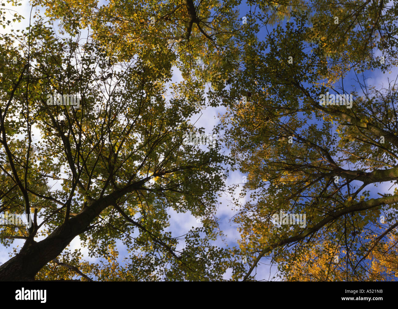 Poplar Trees at Beccles Common in the Uk (Medium Format) Stock Photo
