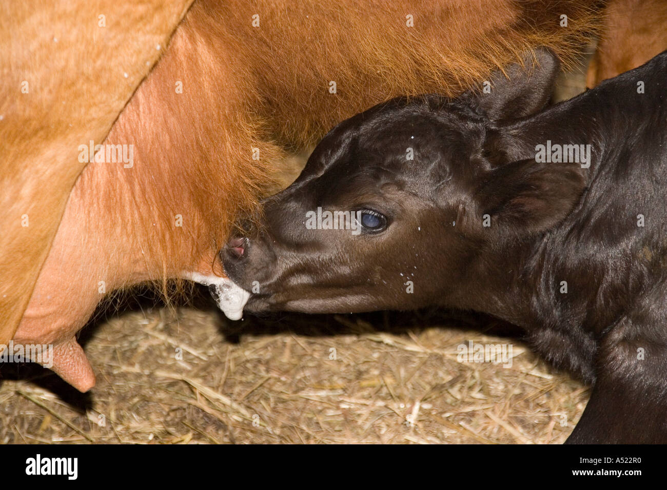 young calf suckling from its mother Stock Photo - Alamy