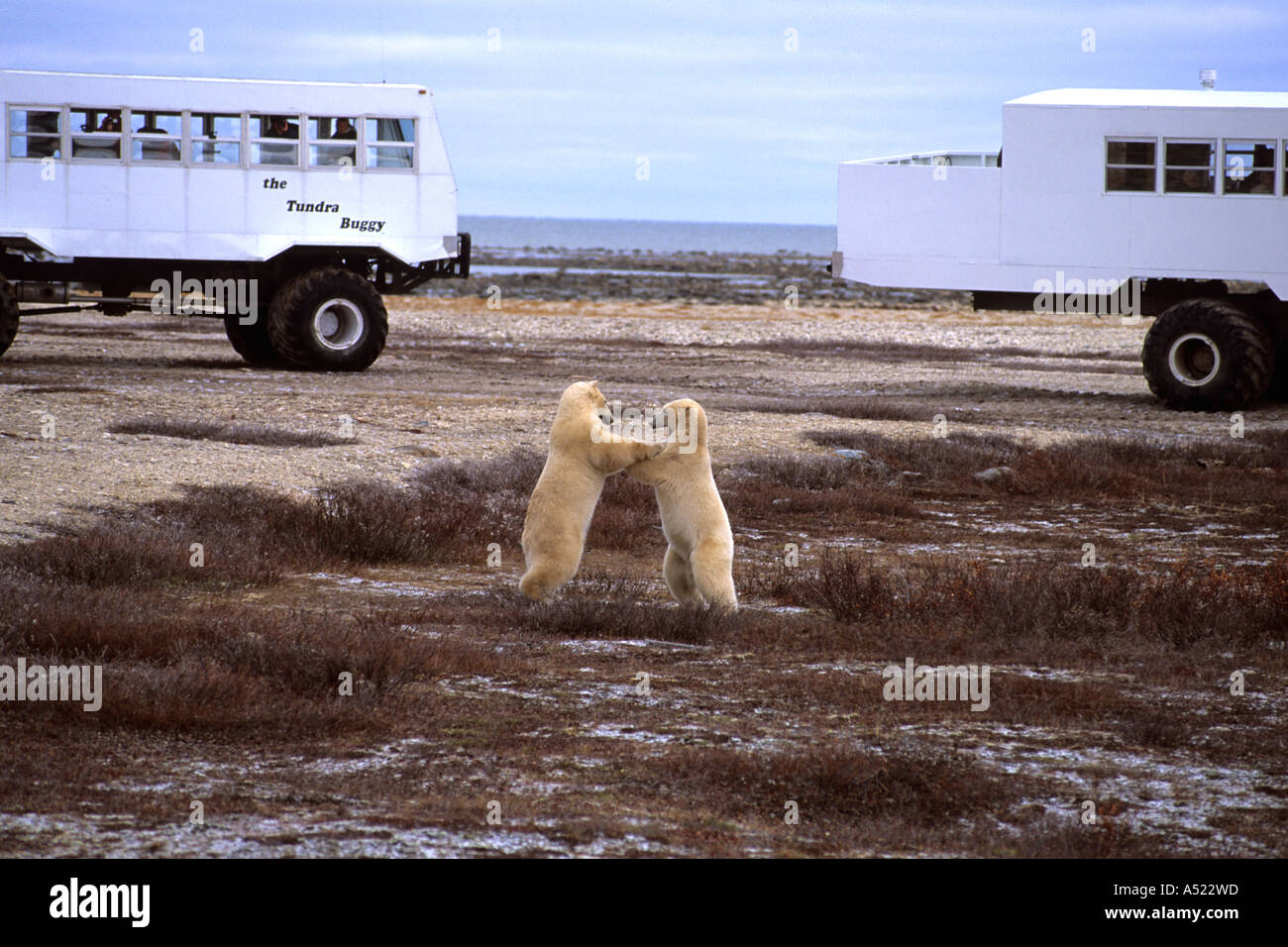 Tundra buggy tour hi-res stock photography and images - Alamy