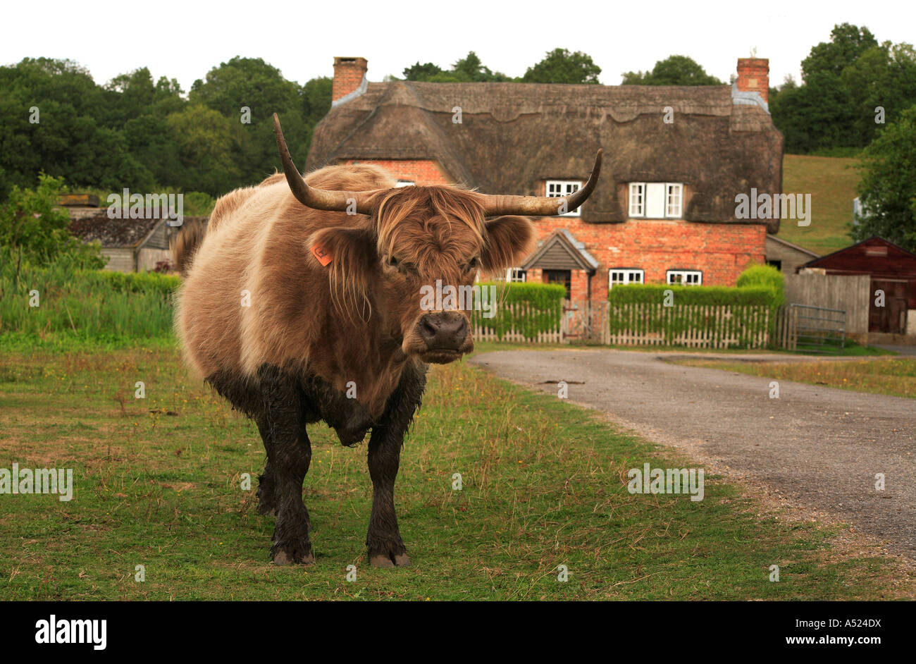 Cattle in North Gorley The New Forest National Park Hampshire England ...