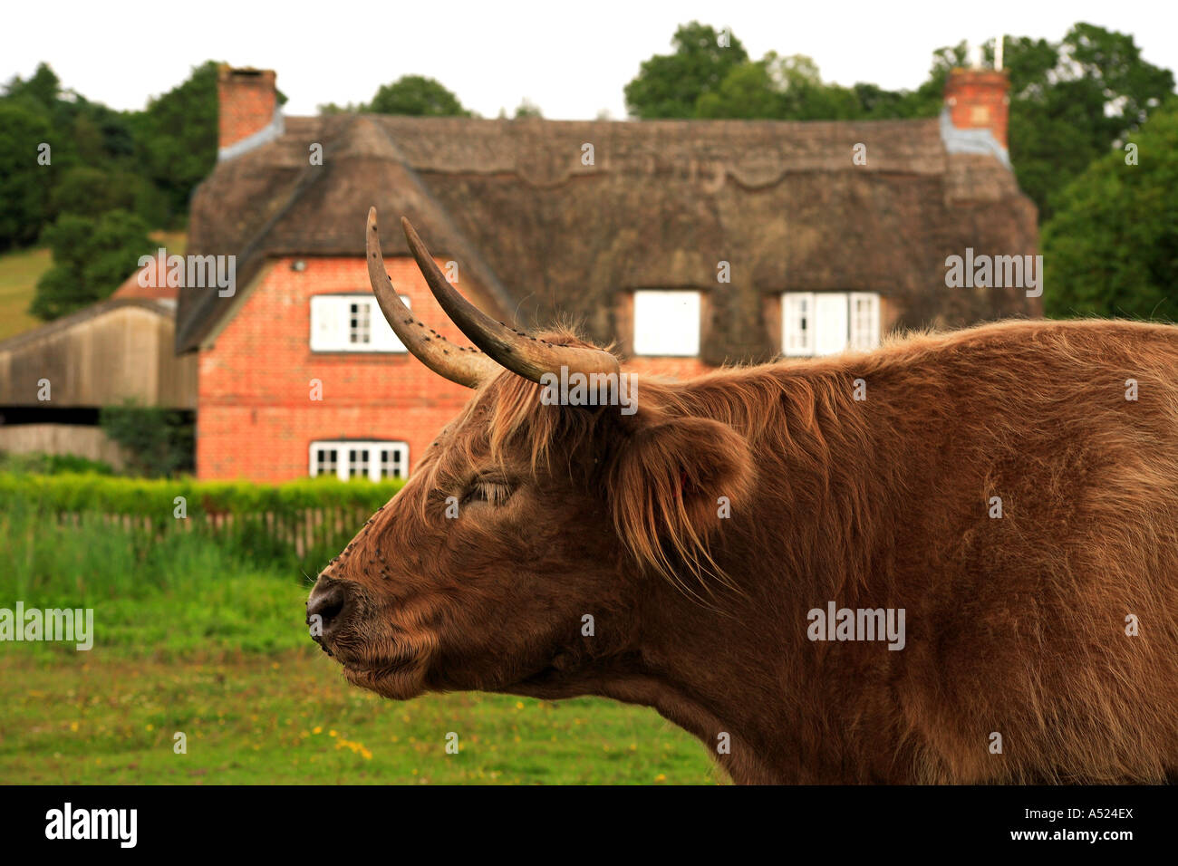 Cattle in North Gorley The New Forest National Park Hampshire England ...