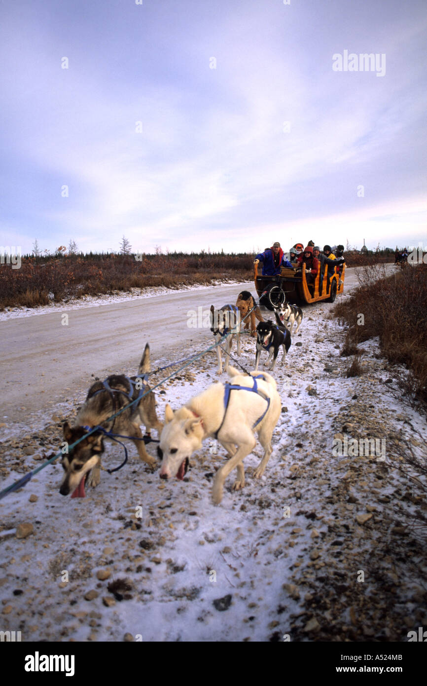 Famous Dog sledding team tundra near Churchill Northern Studies Centre Churchill Manitoba Canada