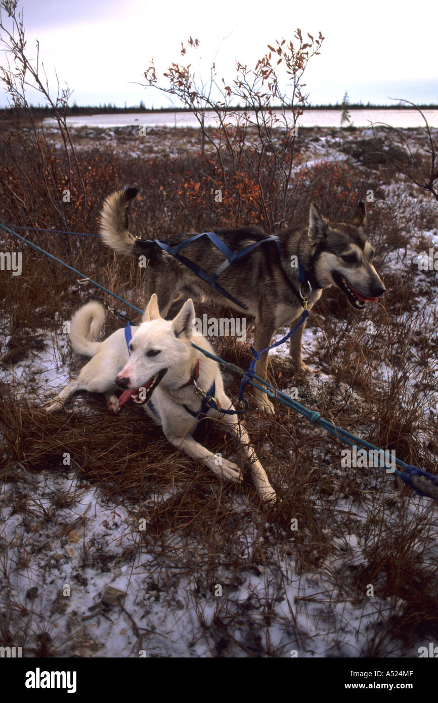 Famous Dog sledding team tundra near Churchill Northern Studies Centre Churchill Manitoba Canada