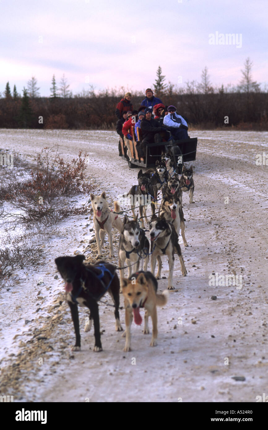 Famous Dog sledding team tundra near Churchill Northern Studies Centre