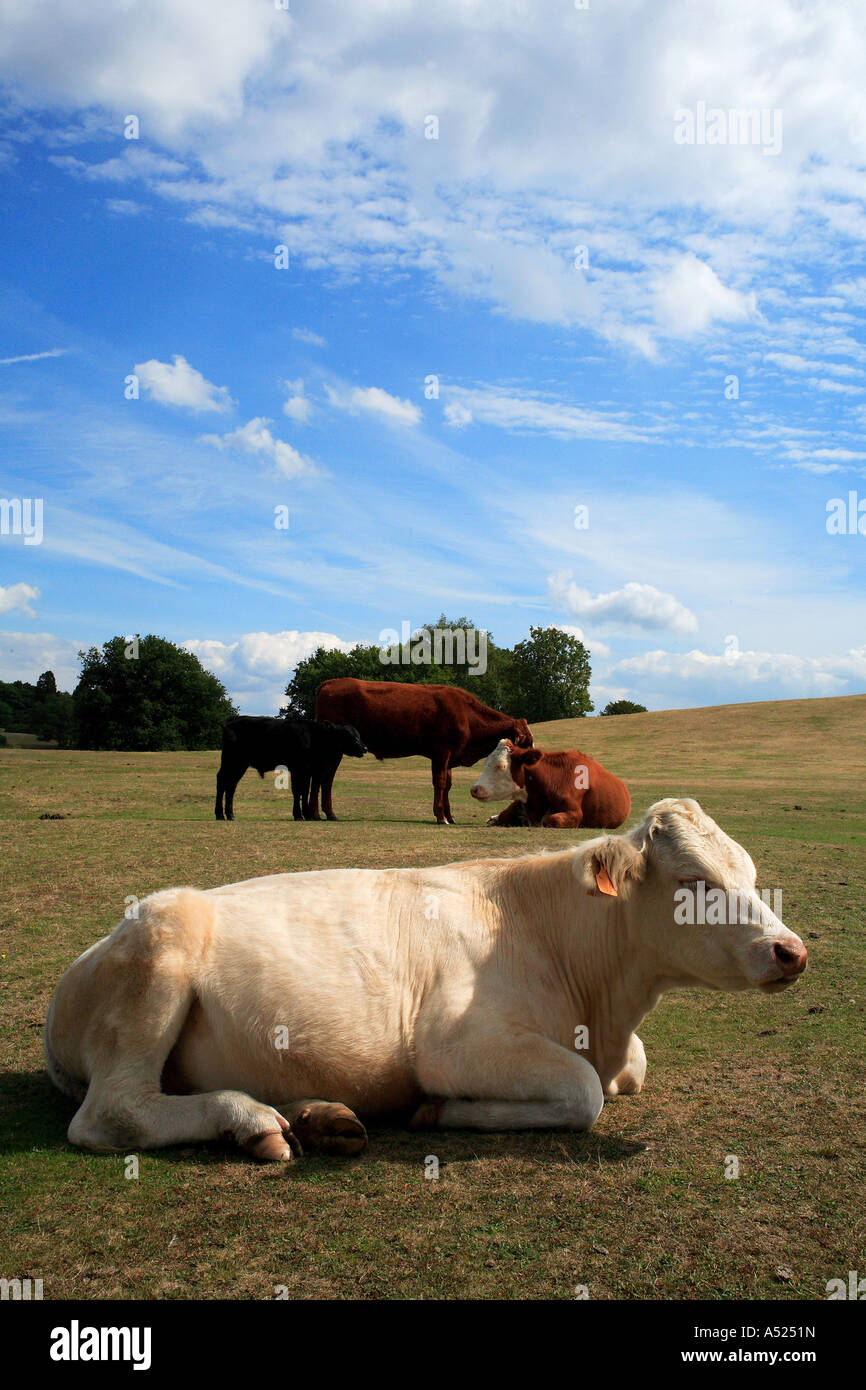 Cattle at Bolton's Bench The New Forest National Park Hampshire England Stock Photo