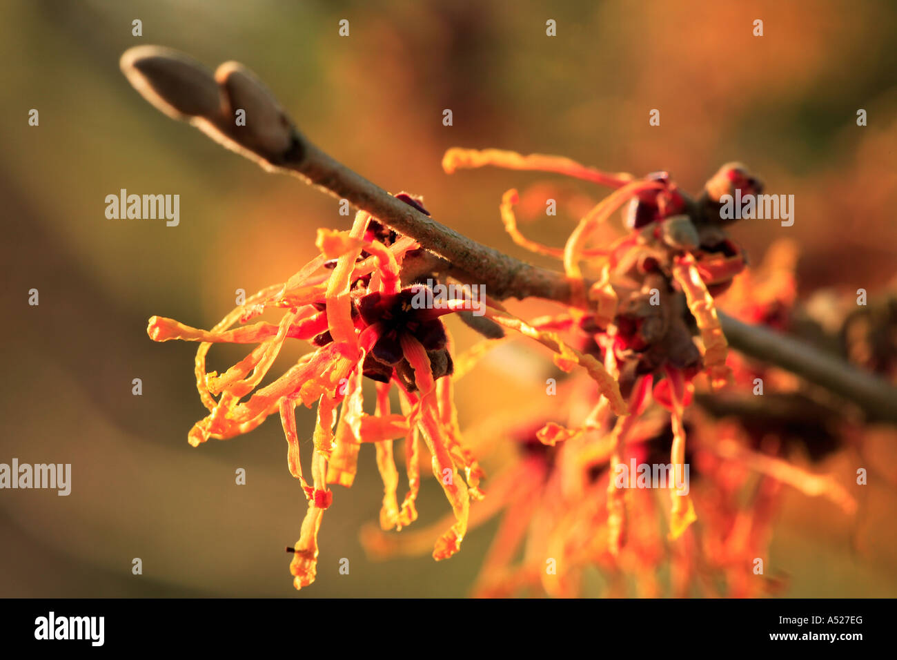 witch hazel hamamelis x intermedia