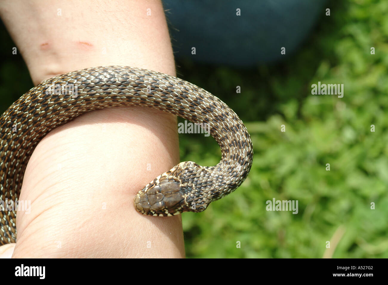 Arm Snake High Resolution Stock Photography and Images - Alamy