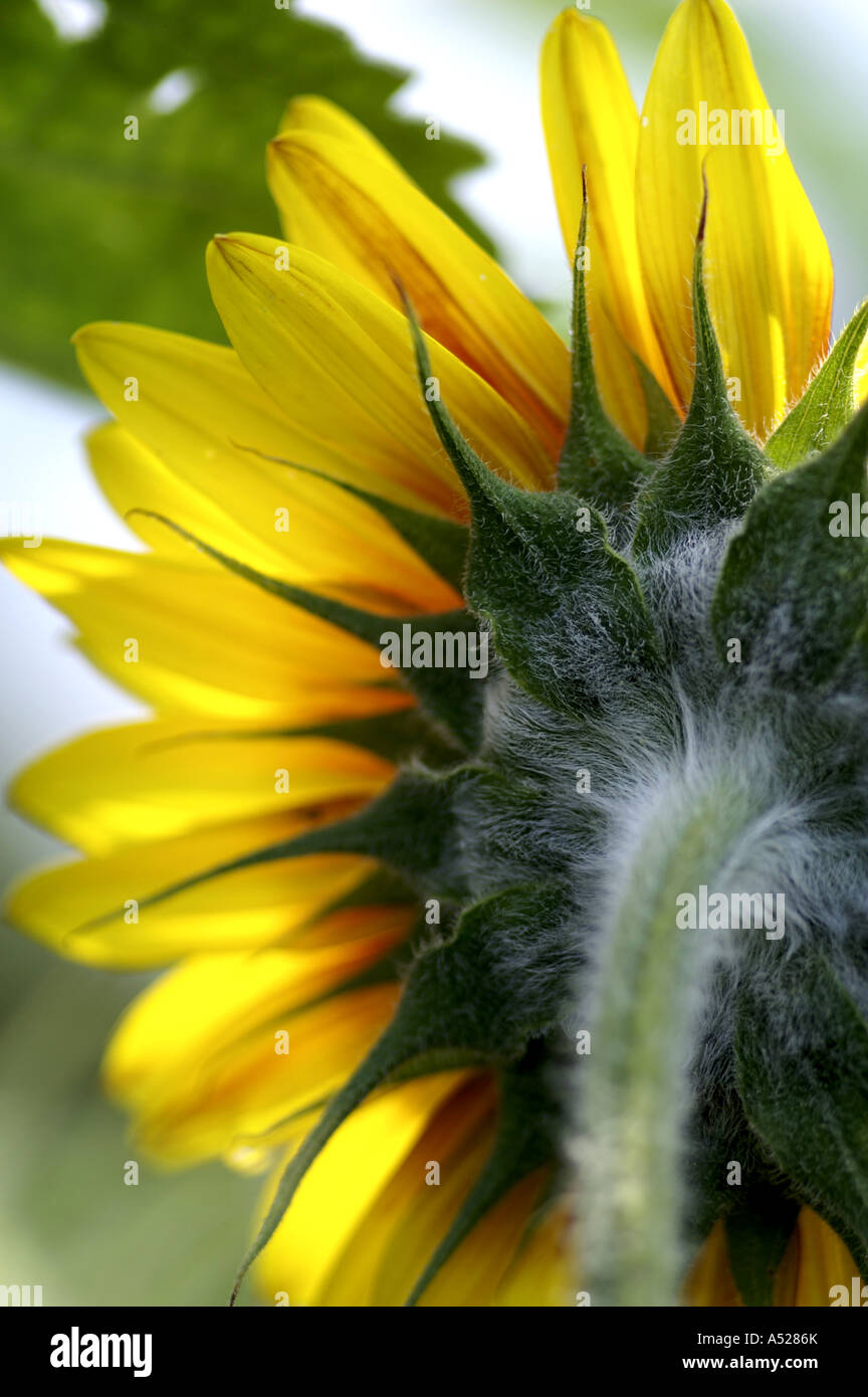 Sunflower plant stem leaf hi-res stock photography and images - Alamy