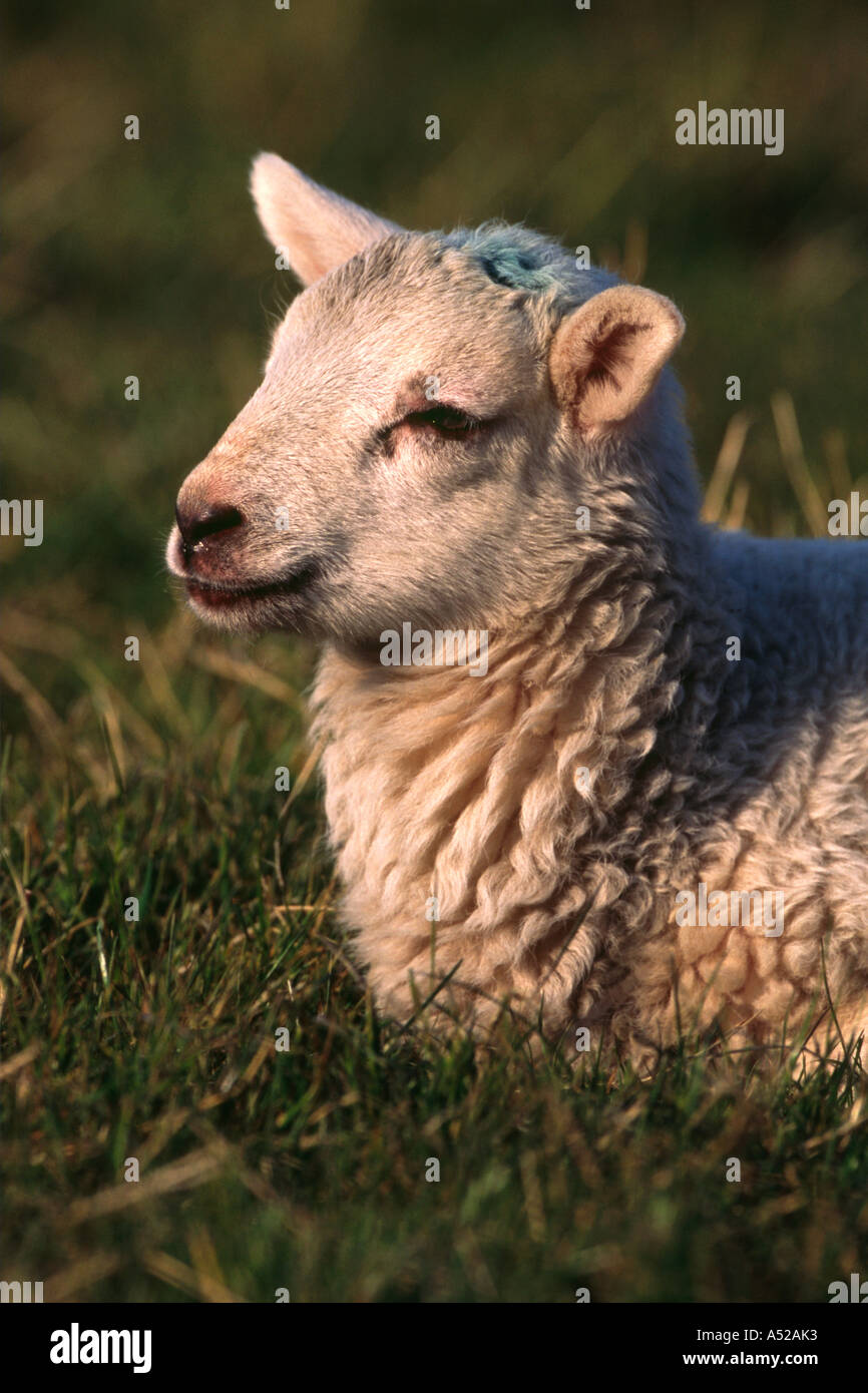White faced lamb head and neck Stock Photo Alamy