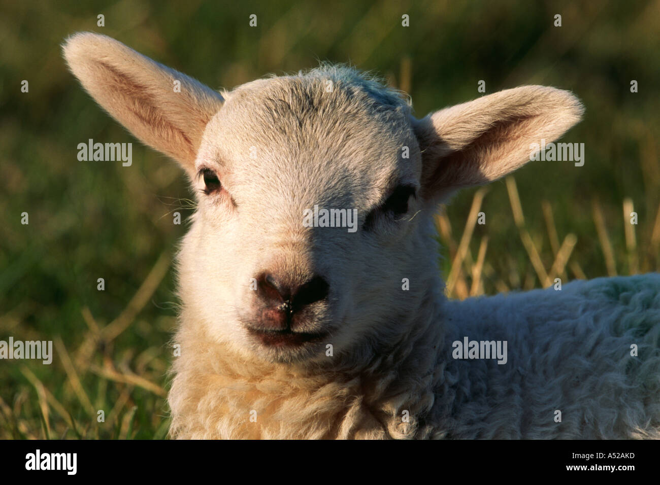 White faced lamb head and neck Stock Photo Alamy