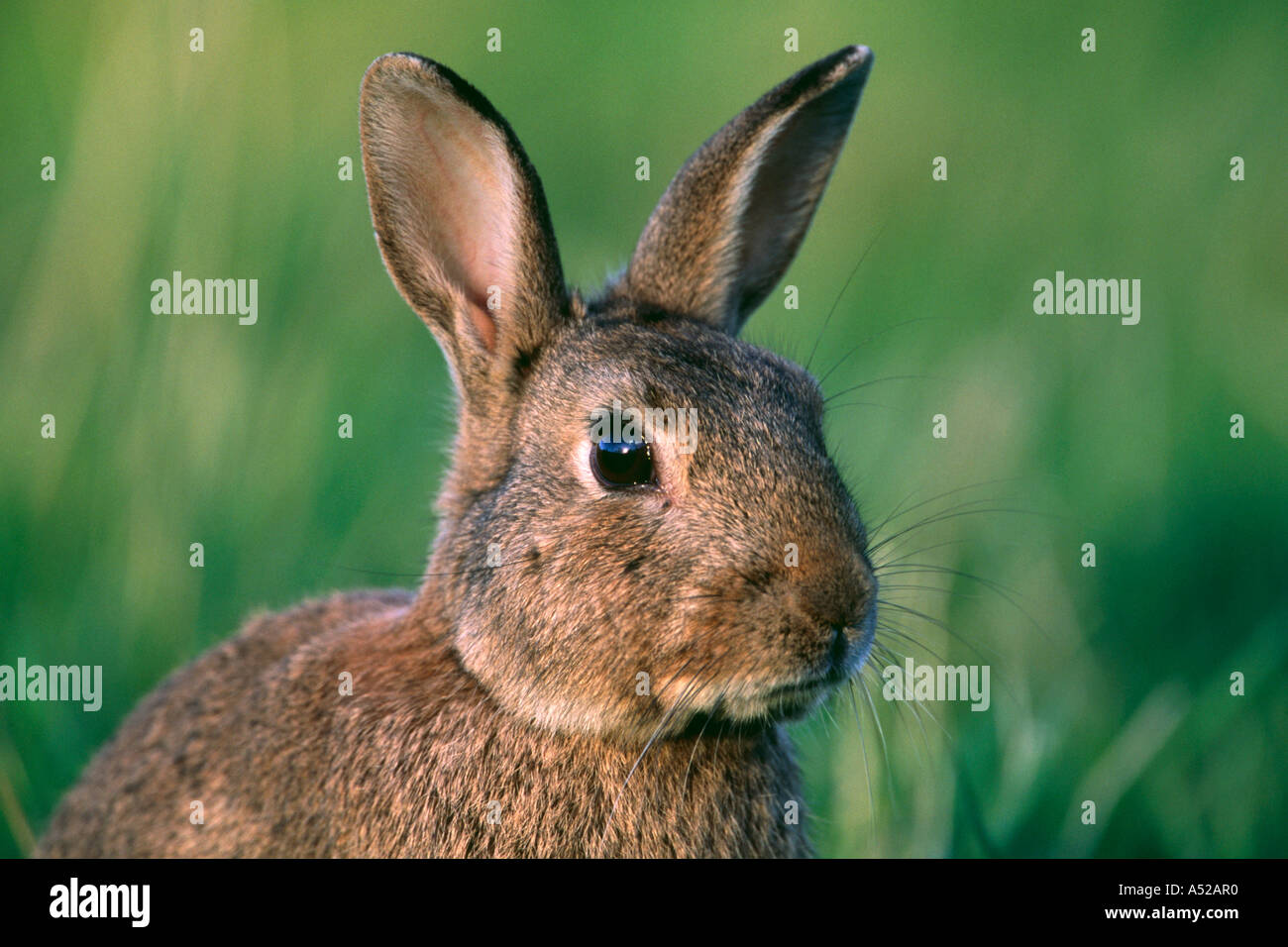 Wild rabbit Oryctolagus cuniculus head and upper body Stock Photo - Alamy