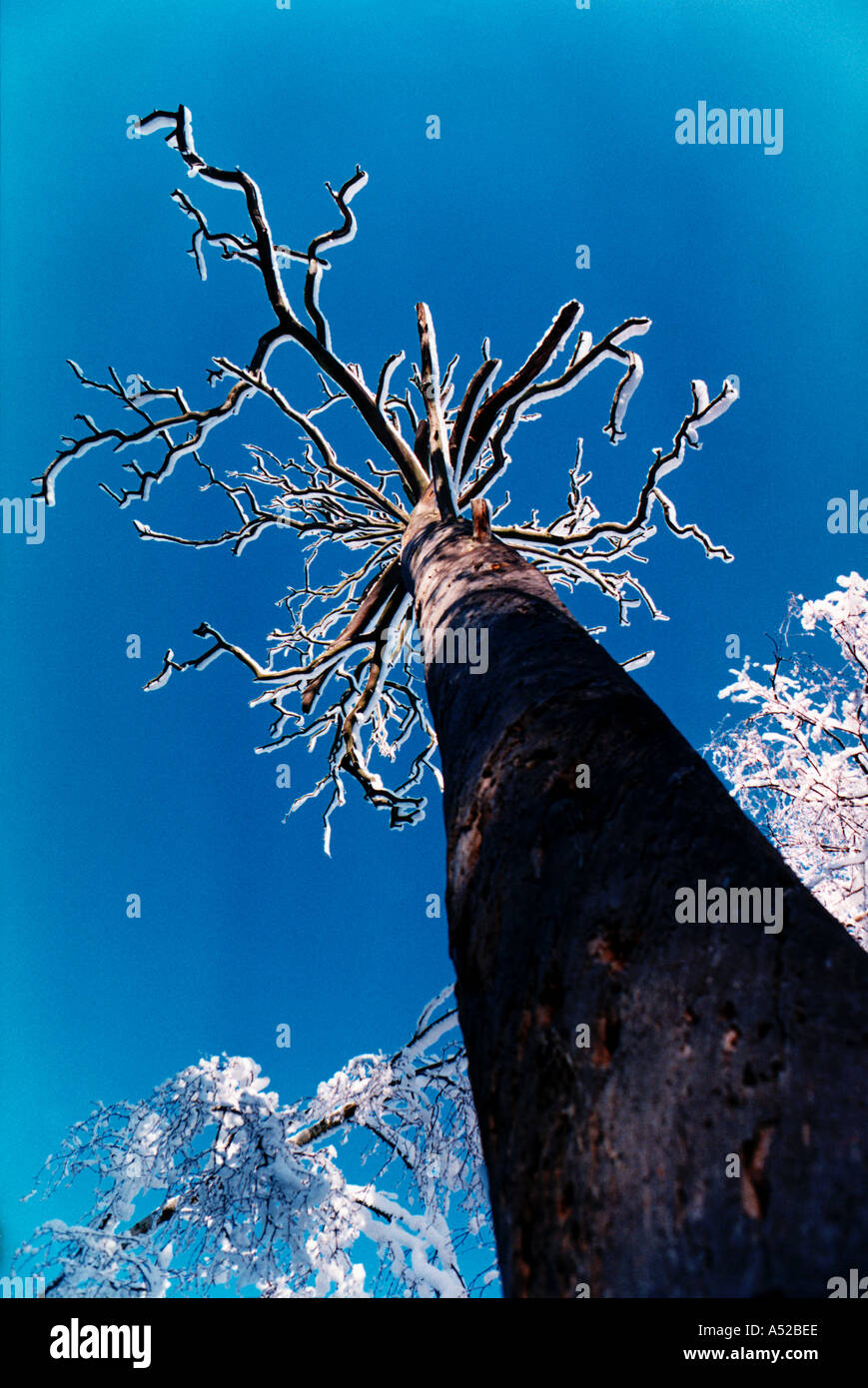 Tree braches hi-res stock photography and images - Alamy