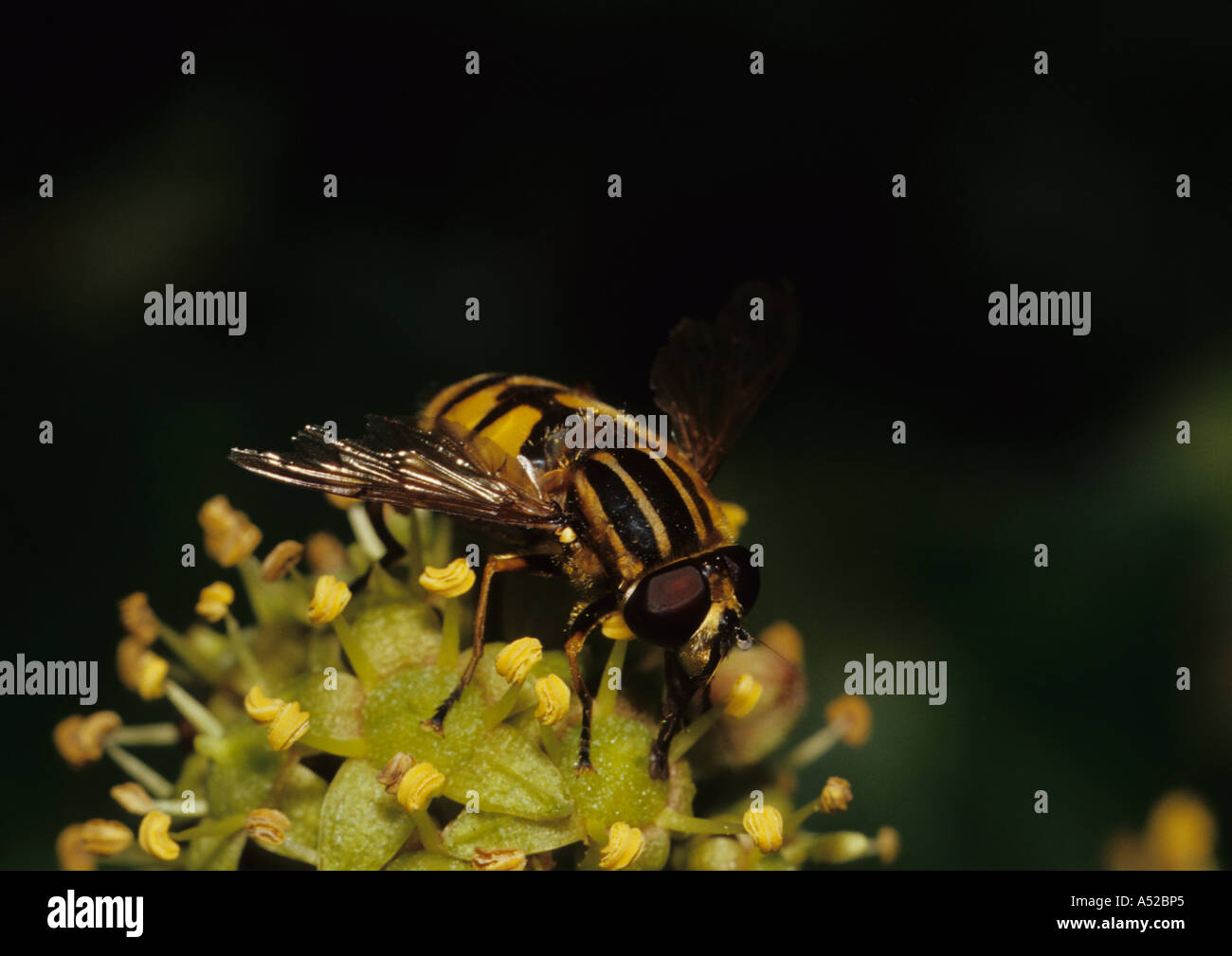 Sunfly on Flower (Helophilus pendulus) in the Uk Stock Photo - Alamy