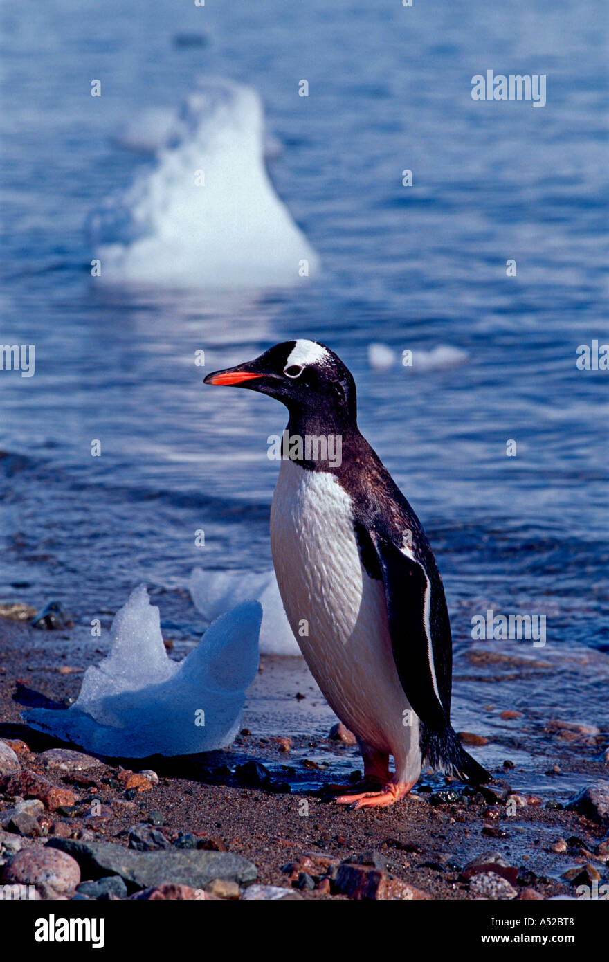 Gentoo penguin, Gentoo penguins, penguin, penguins, Pygoscelis papua