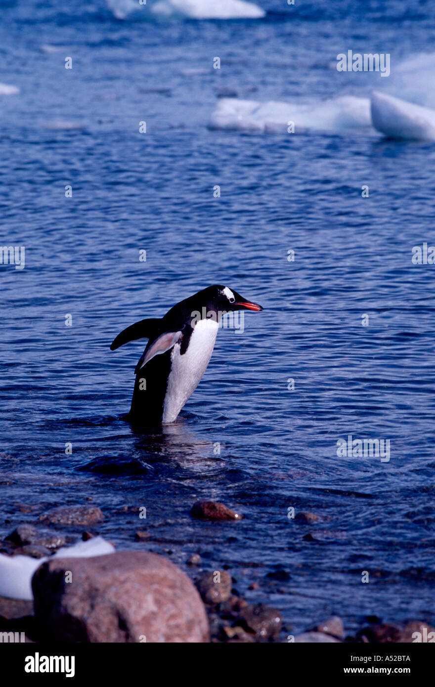 Gentoo penguin, Gentoo penguins, penguin, penguins, Pygoscelis papua