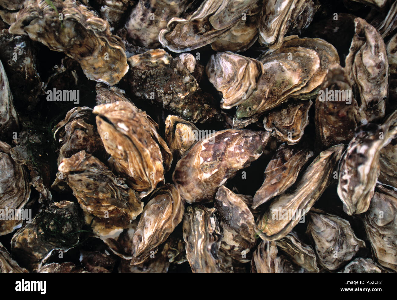 Cancale Oysters, Brittany, France Stock Photo Alamy