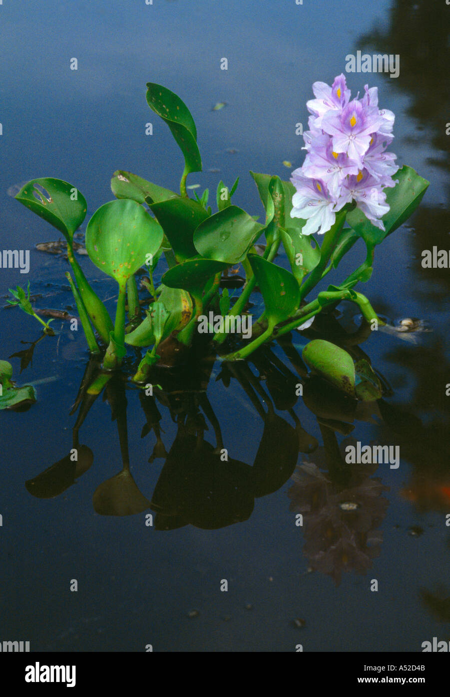 Water hyacinth Eichhornia sp Family Pontederiaceae in Pantanal swamp Mato Grosso Brazil Stock Photo