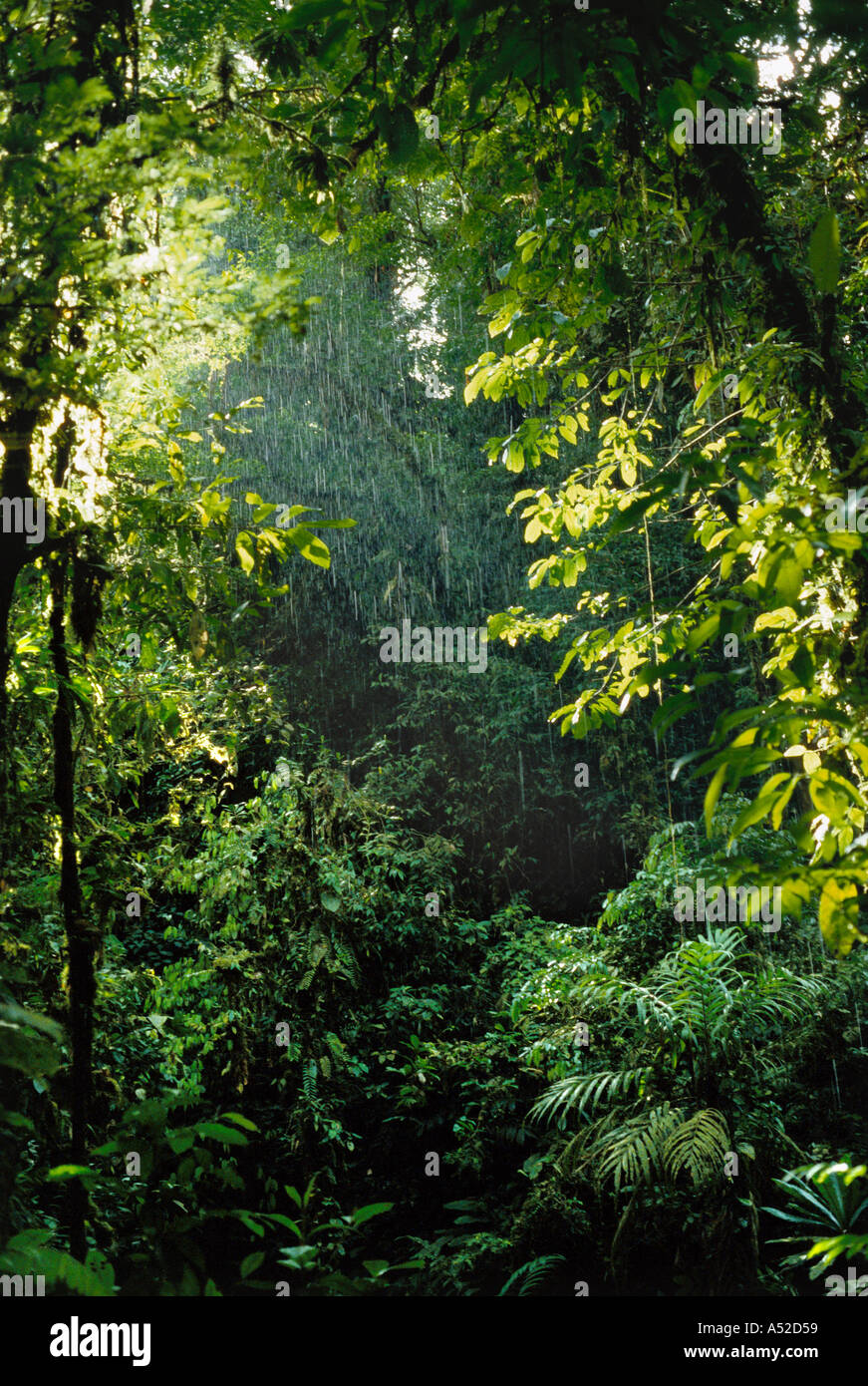 Beginning of tropical rainstorm in lowland tropical rainforest near Tutunendo in Chocó Department, part of the Tumbes-Chocó-Magdalena biodiversity hotspot in Colombia, South America. Stock Photo