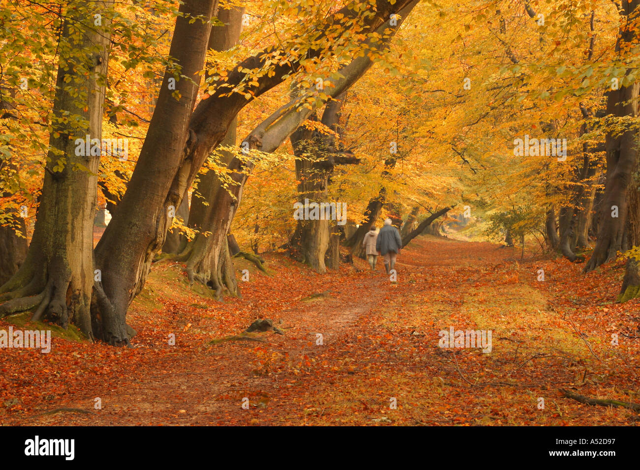 Ashridge Woods in Autumn Stock Photo