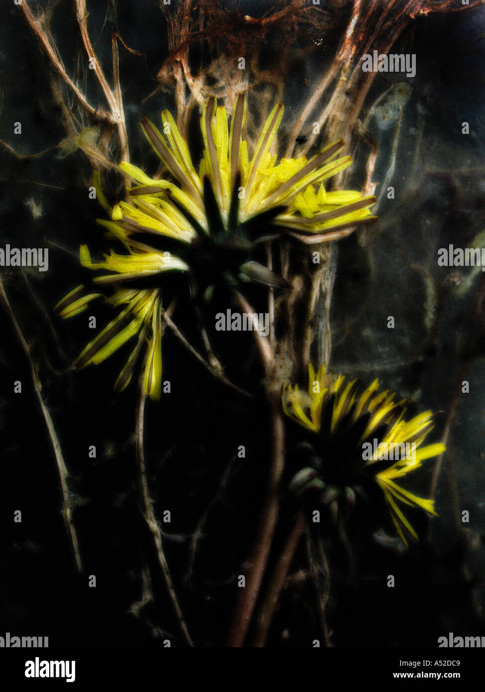 Decaying Dandelions With Effect applied Stock Photo