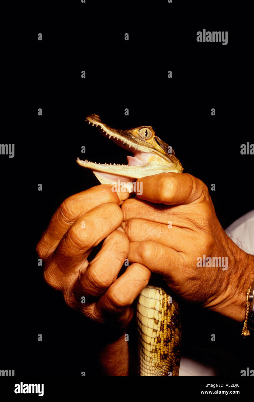 Brazilian man, holding, baby alligator, caiman, Puraquequara River, northeast of Manaus, Amazon, Amazonas State, Brazil, South America Stock Photo