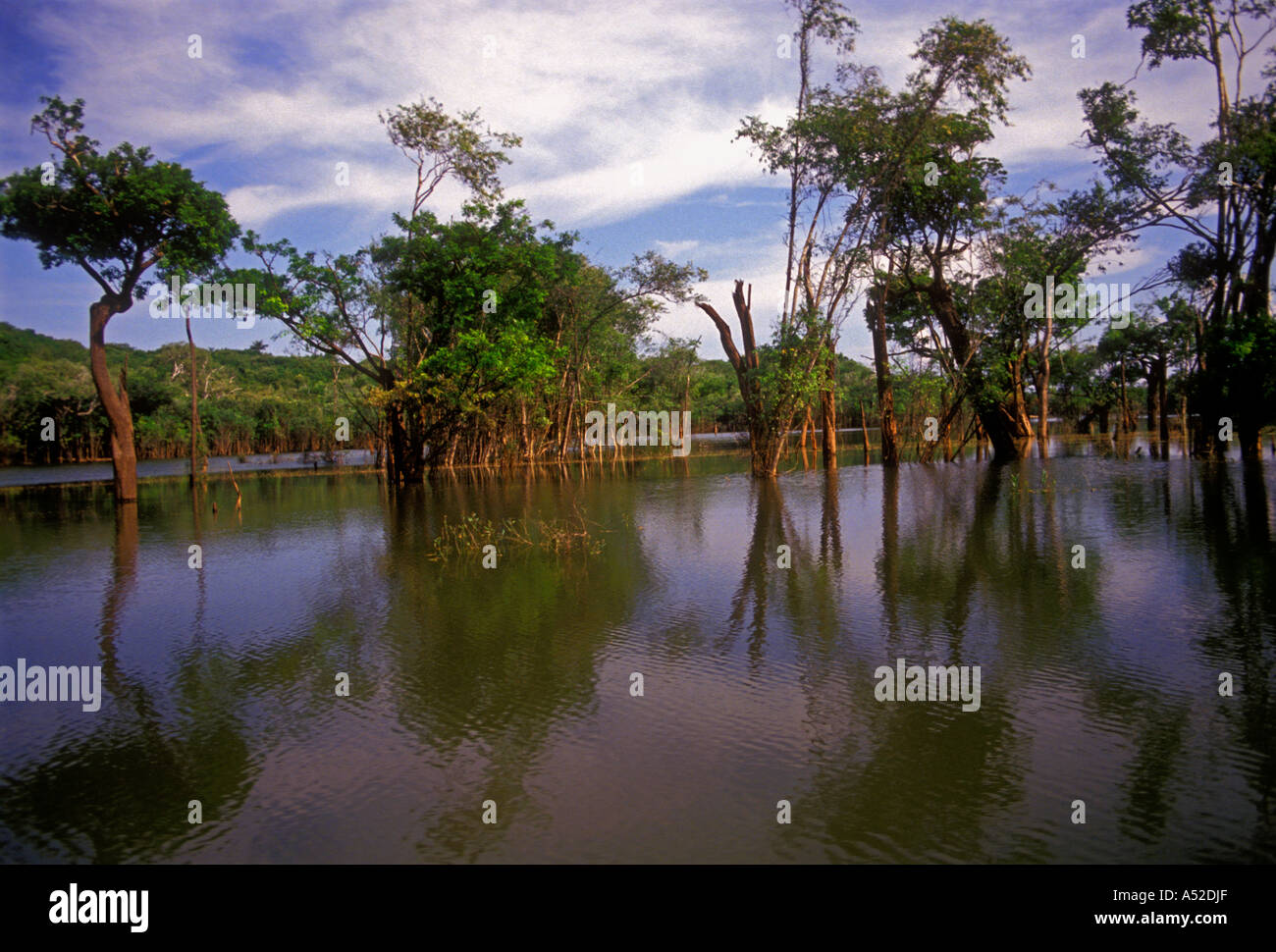 flora, trees, Puraquequara River, Amazon River Basin, northeast of the city of Manaus, Amazonas