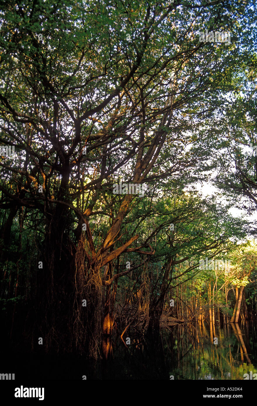 flora, jungle canopy, Ypiranga canal, arm of the Puraquequara River