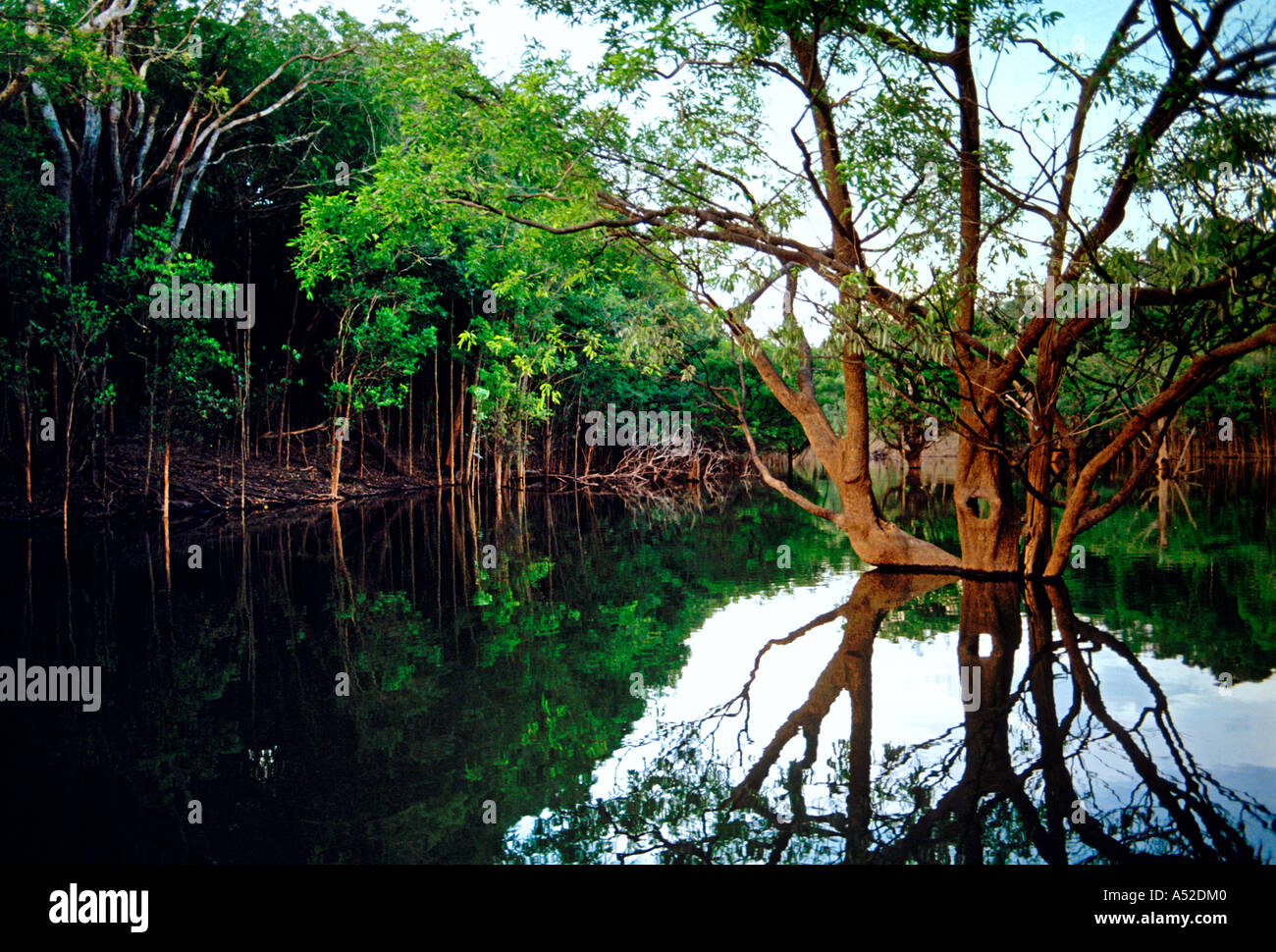 flora, Urubu canal, arm of the Puraquequara River, northeast of the