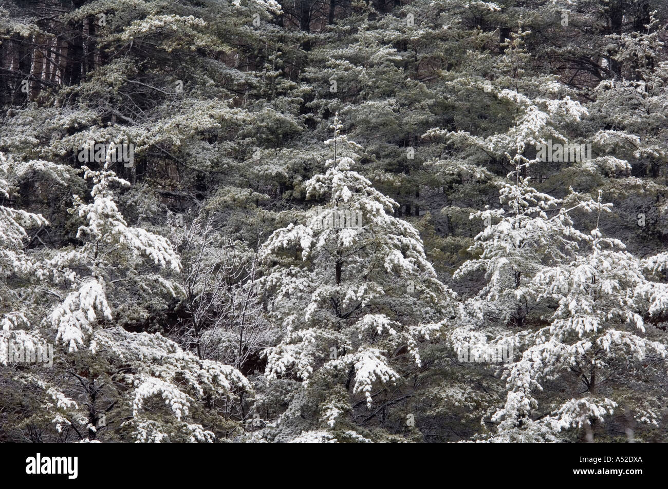Pine Trees Covered In Snow Nelson County Kentucky Stock Photo Alamy