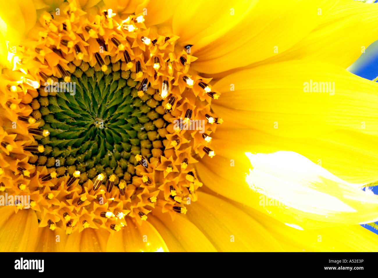 Close up of a Sunflower Stock Photo - Alamy