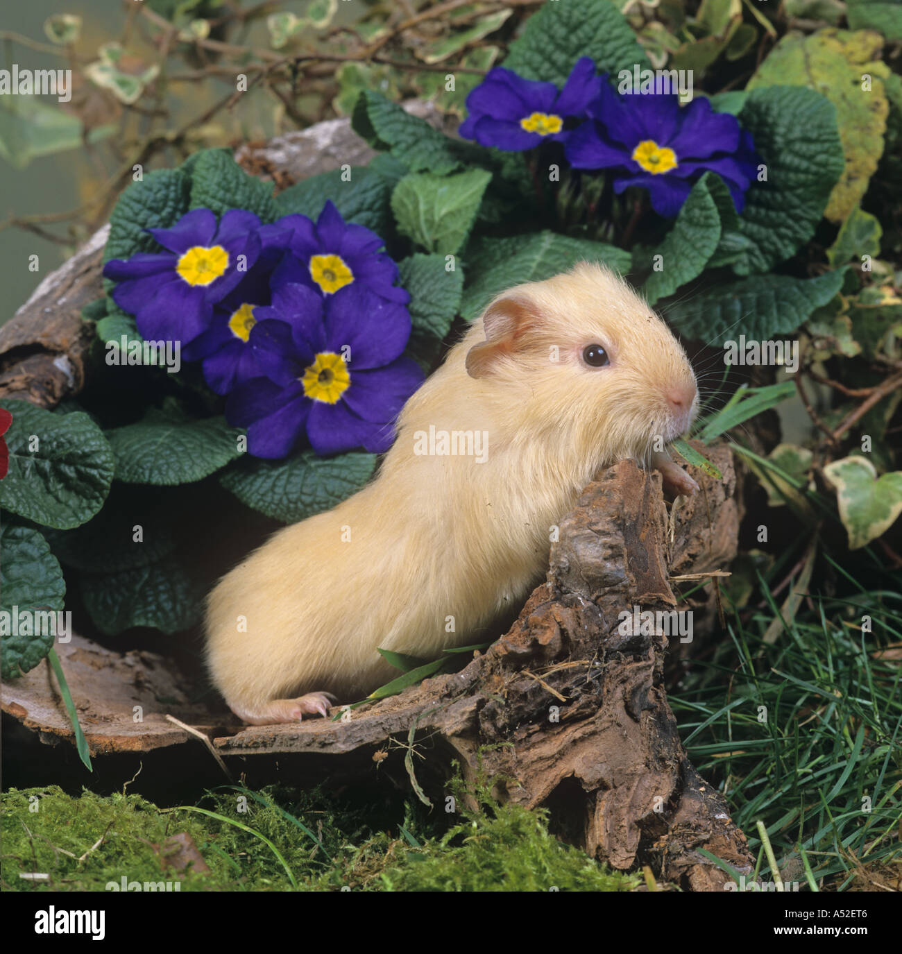 A single Pet Guinea Pig in flower setting Stock Photo