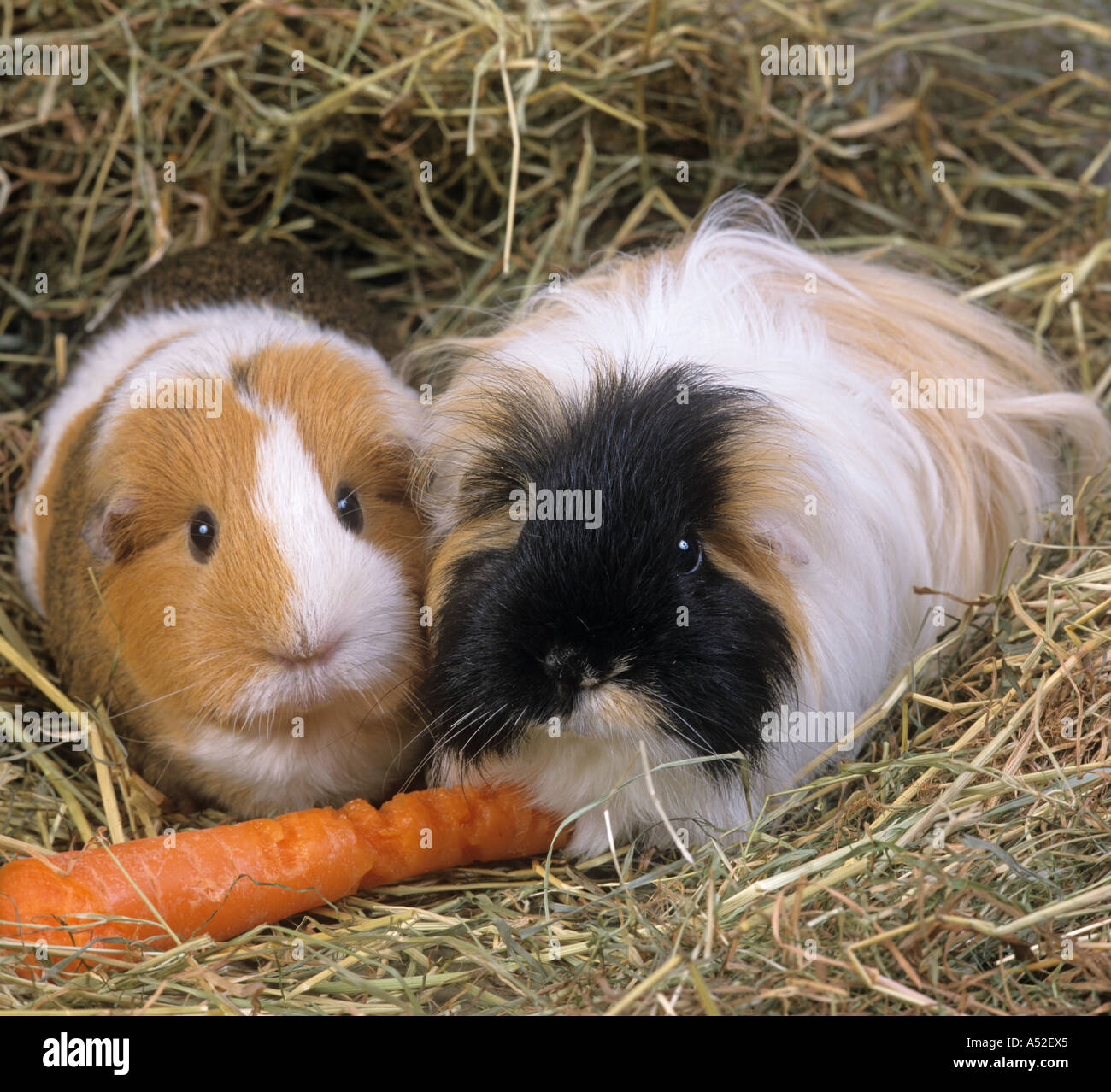 Pet Guinea Pigs eating Carrot in Straw Stock Photo Alamy
