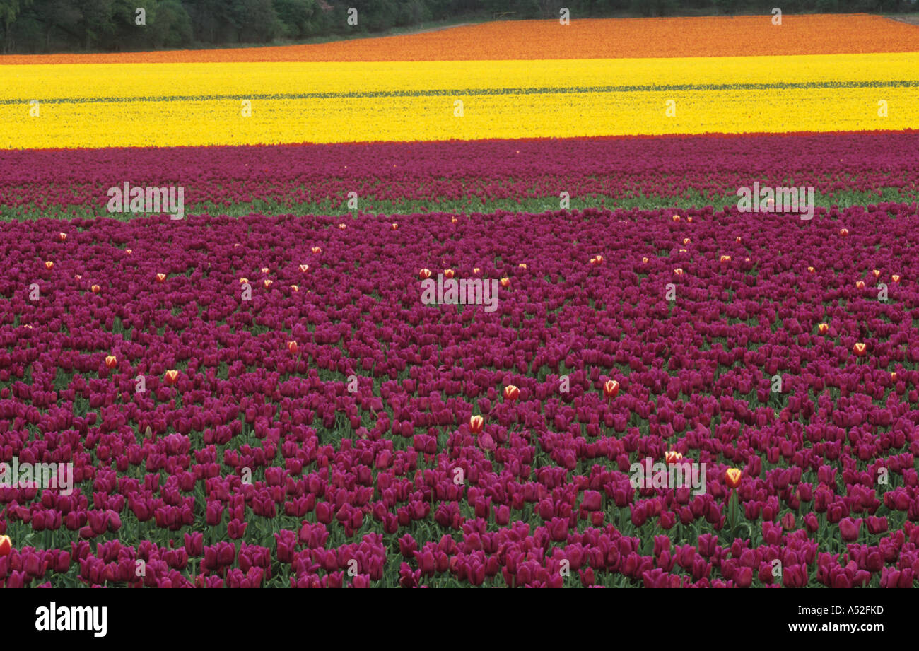 Tulip Growing for Bulb Production in West Norfolk UK April Stock Photo