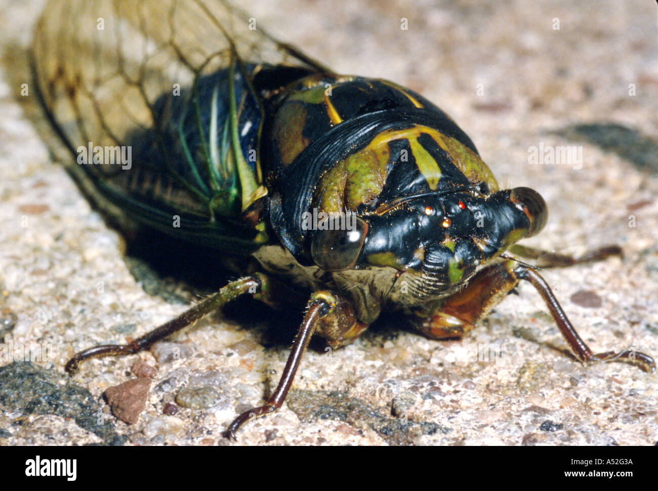 dogday harvestfly Tibicen canicularis cicada insects bugs cicadas Stock ...