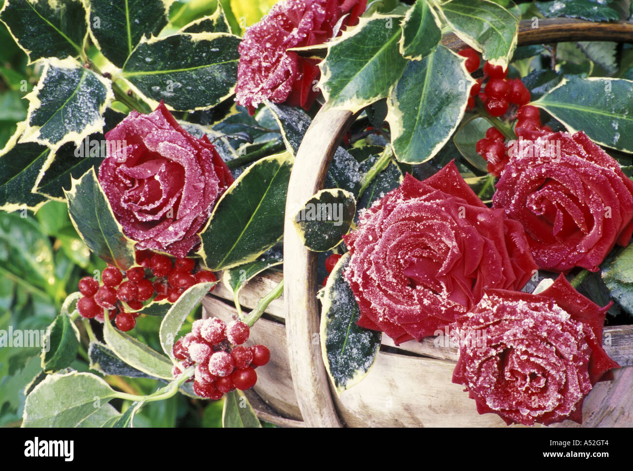 Frost covered Rosa Passion and Ilex Aquifolium in wooden trug Red Roses and Variegated Holly Stock Photo