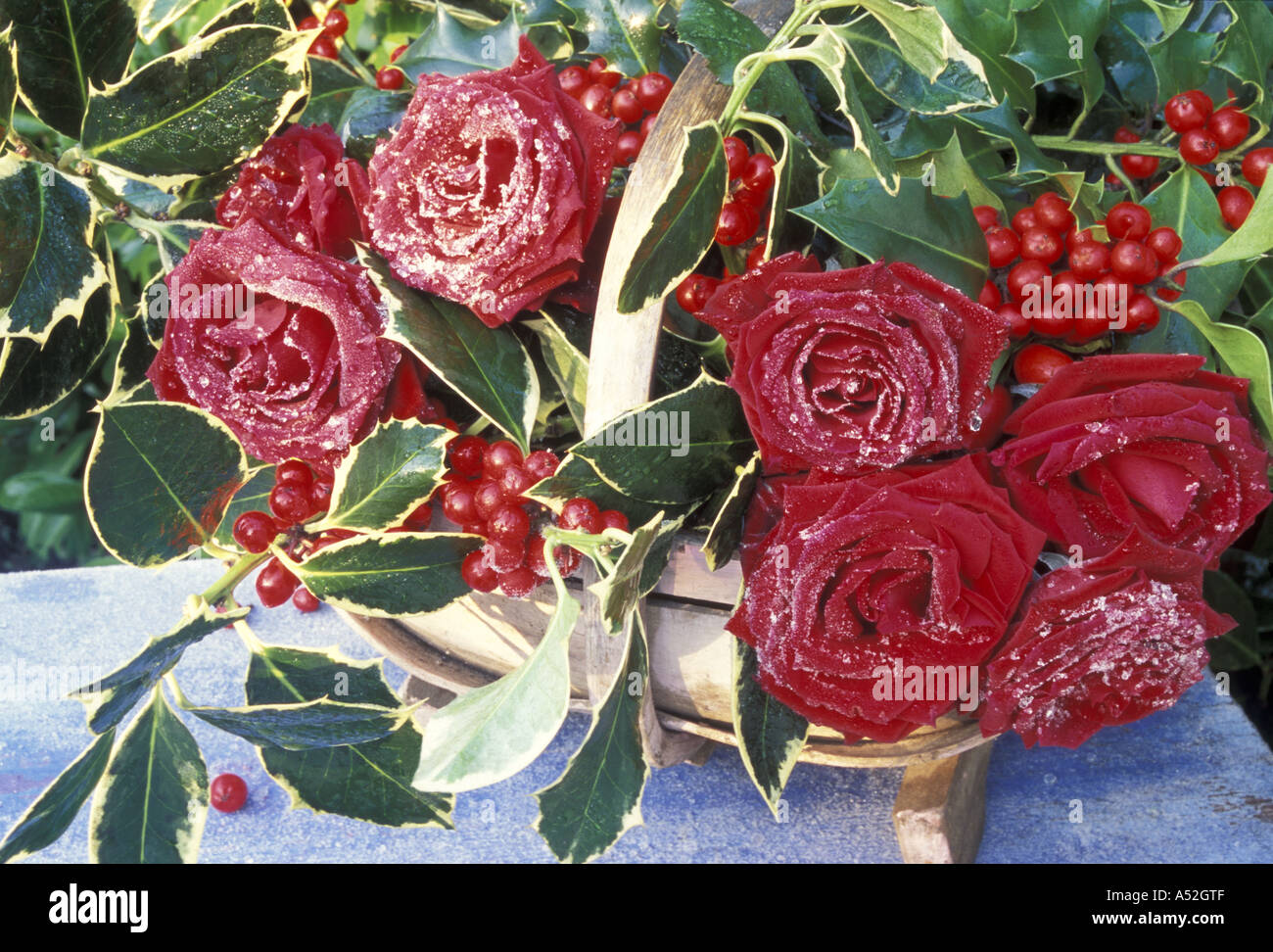 Frost covered Rosa Passion and Ilex Aquifolium in wooden trug Red Roses and Variegated Holly Stock Photo