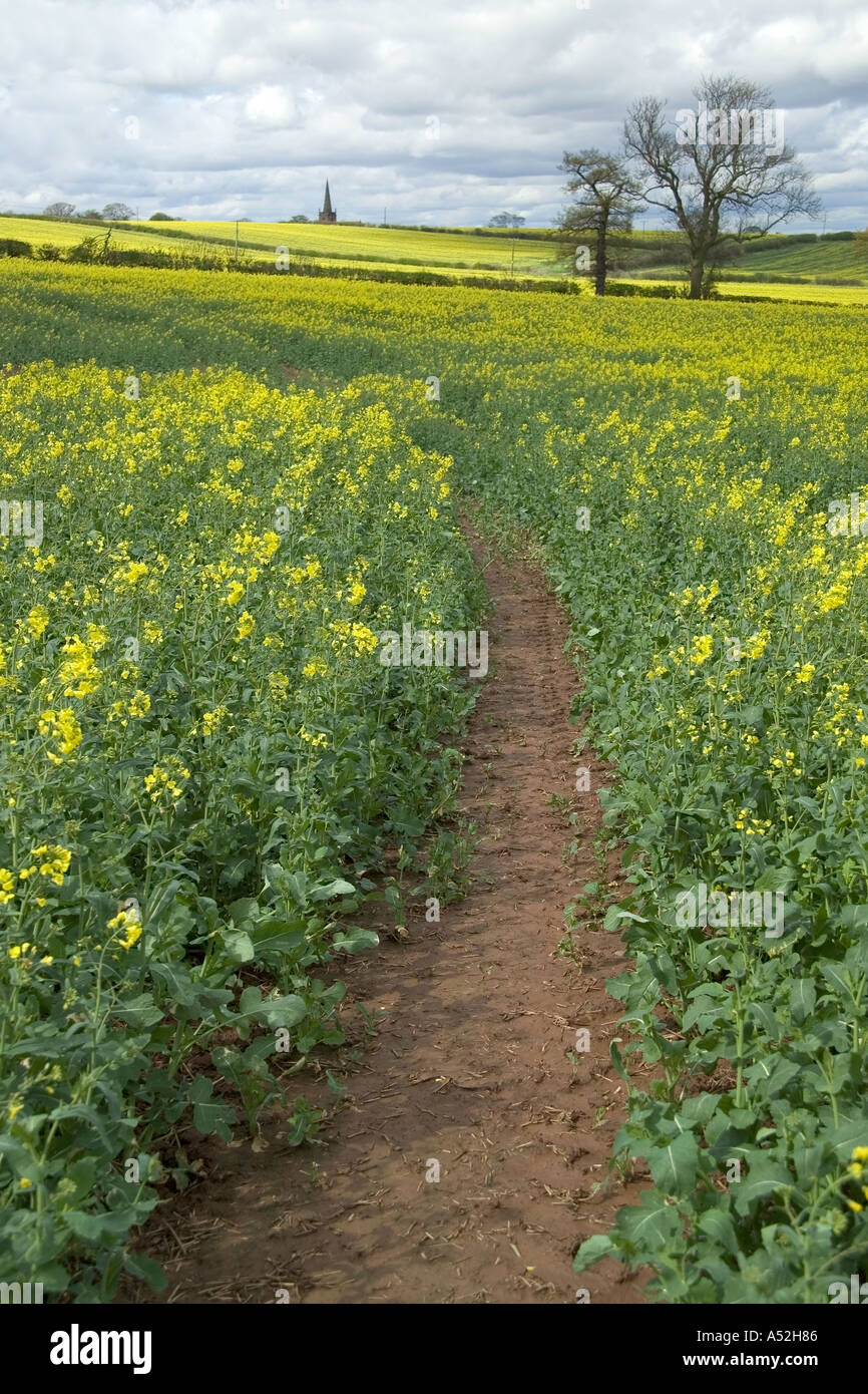 england midlands warwickshire field of oil seed rape Stock Photo - Alamy