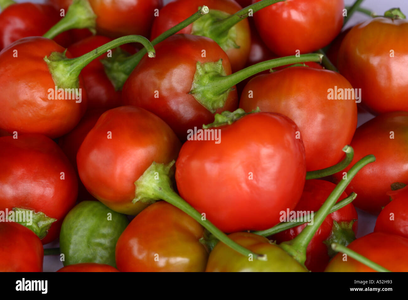 Pepperdews sweet red piquante cherry peppers peppers stock photography Stock Photo