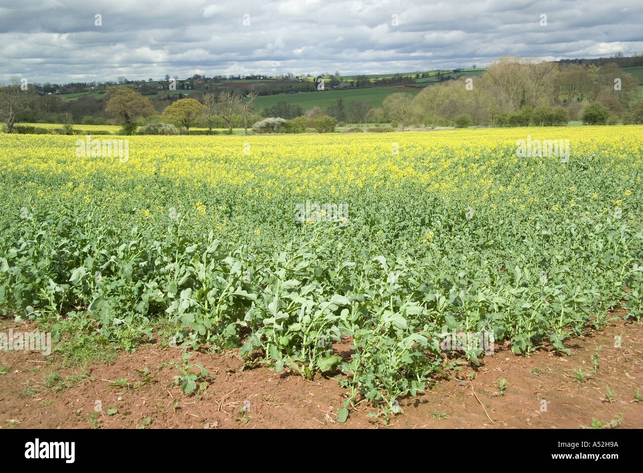 england midlands warwickshire field of oil seed rape Stock Photo - Alamy