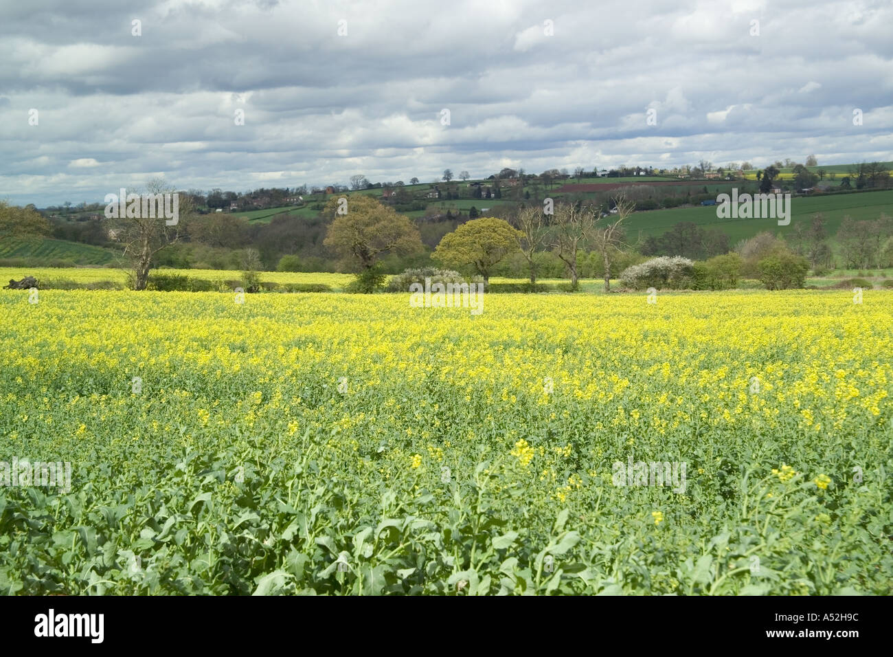 england midlands warwickshire field of oil seed rape Stock Photo - Alamy