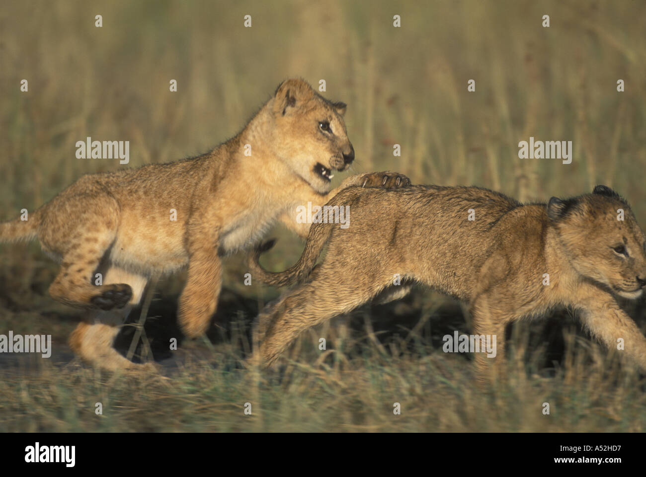 Kenya Masai Mara Game Reserve Lion cub Panthera leo play with sibling ...