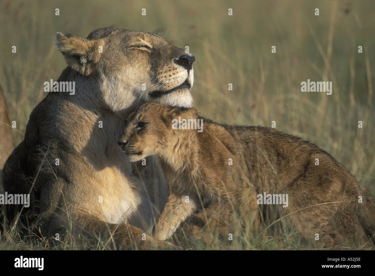 Kenya Masai Mara Game Reserve Lioness Panthera leo rests with cubs in ...