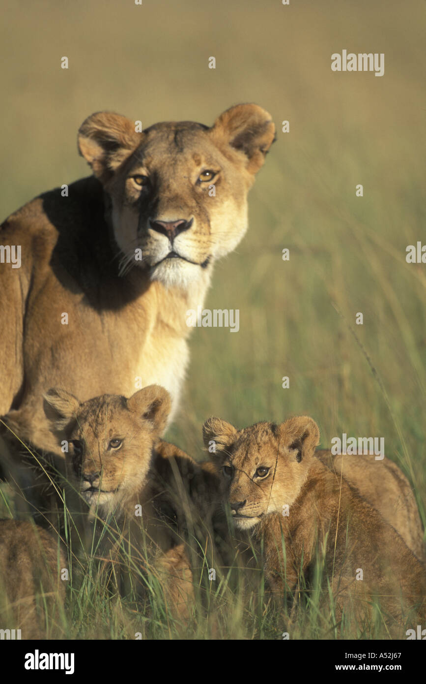 Kenya Masai Mara Game Reserve Lion cubs Panthera leo sits by Lioness in ...