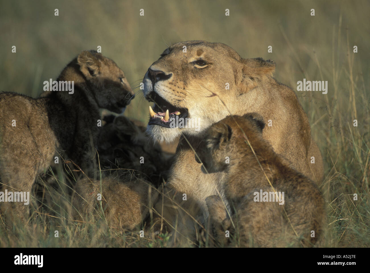 Kenya Masai Mara Game Reserve Lioness and cubs Panthera leo in tall ...