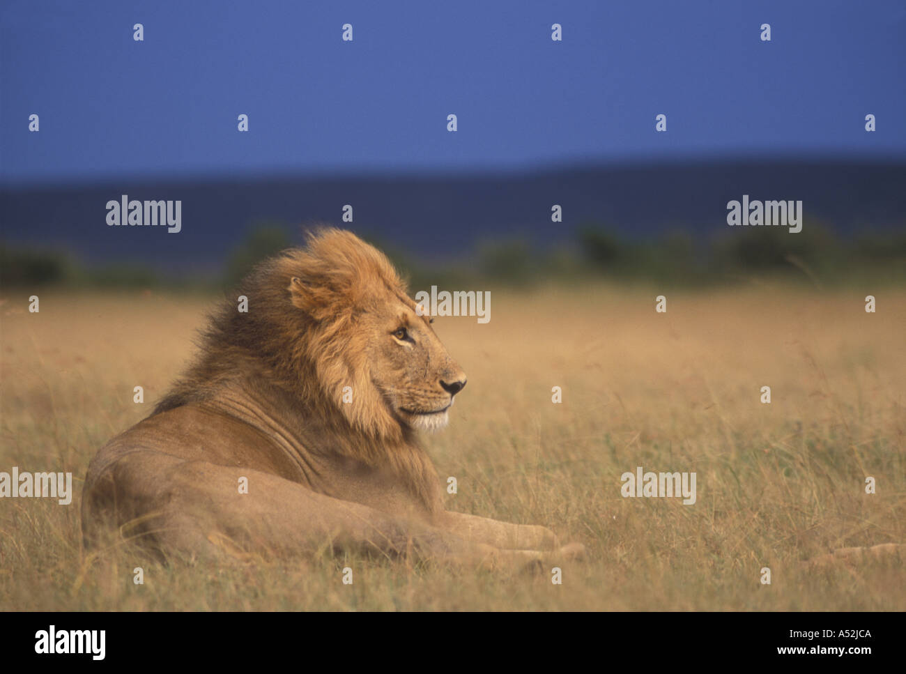 Kenya Masai Mara Game Reserve Adult male Lion Panthera leo lies in tall ...
