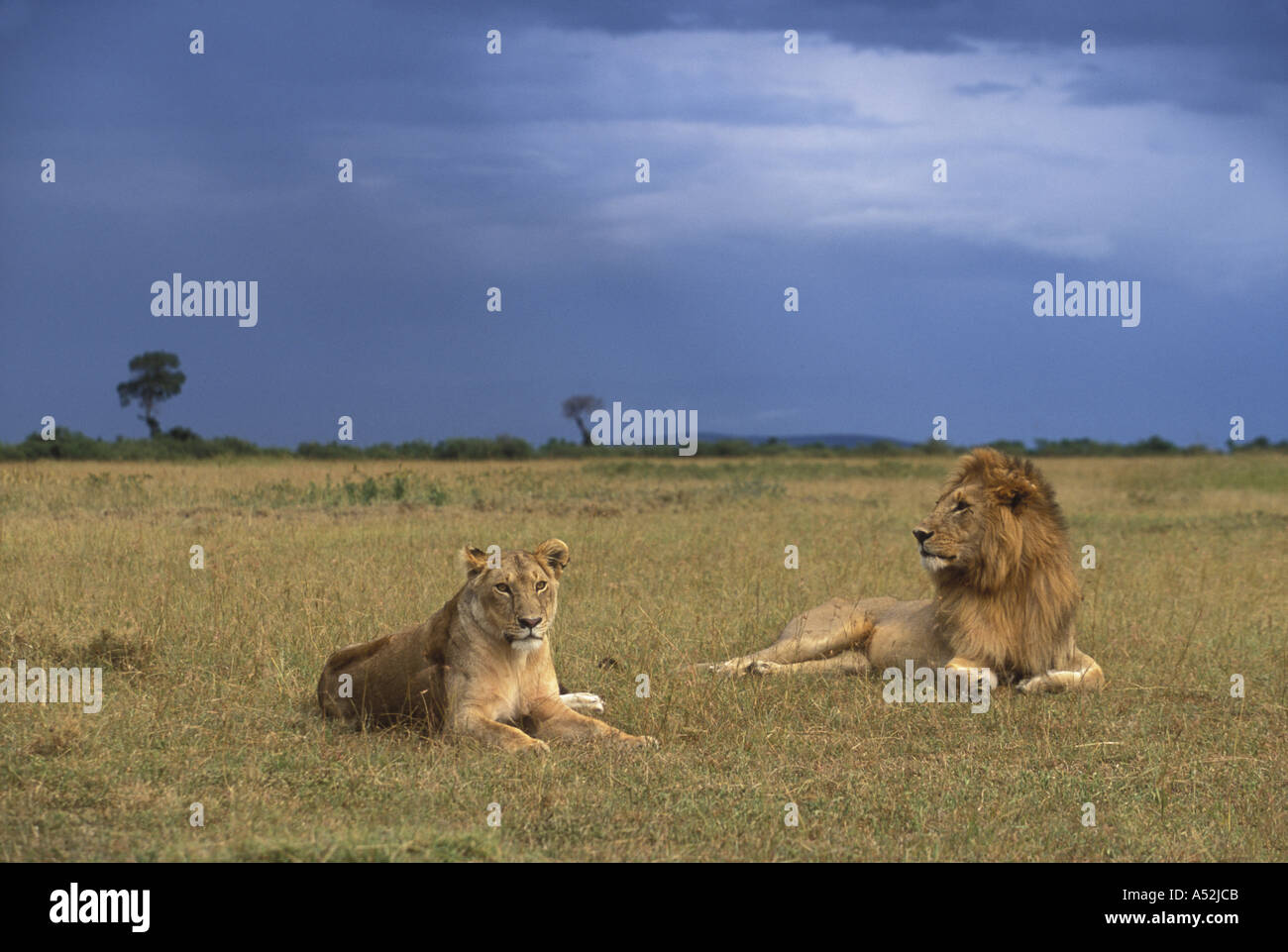 Kenya Masai Mara Game Reserve Lion and Lioness Panthera leo in tall ...