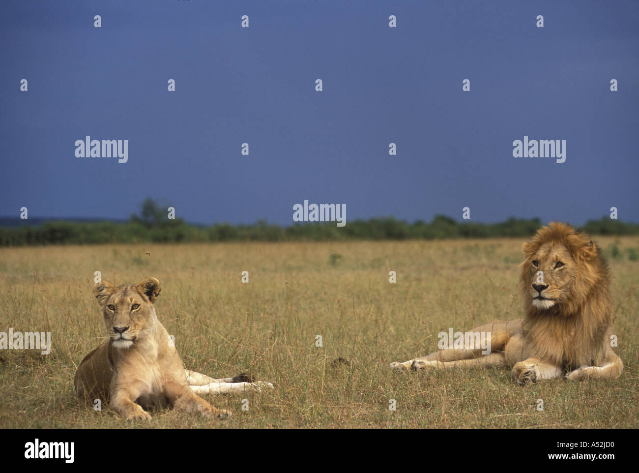 Kenya Masai Mara Game Reserve Lion and Lioness Panthera leo in tall ...