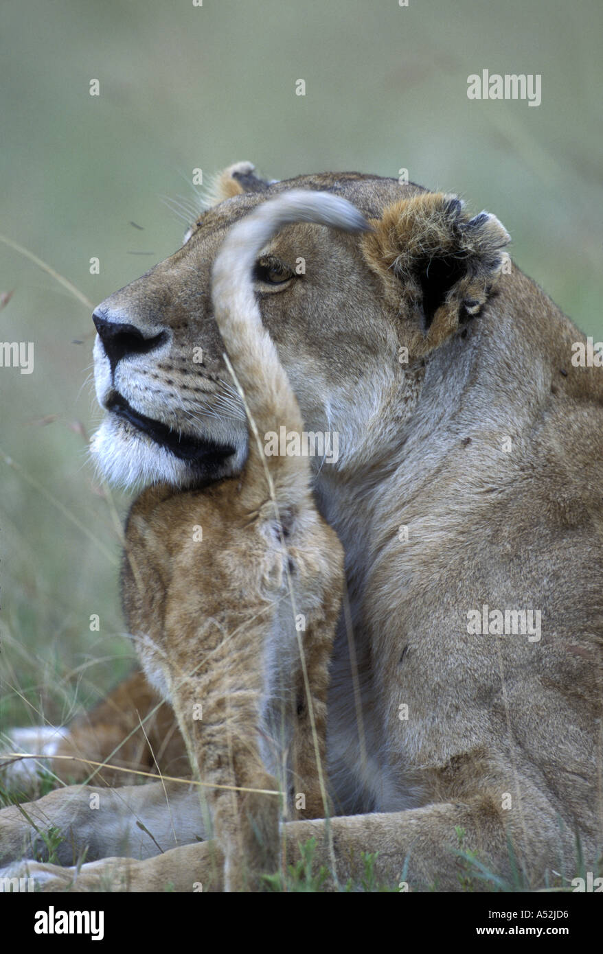 Kenya Masai Mara Game Reserve Lioness Panthera leo and cub on savanna ...