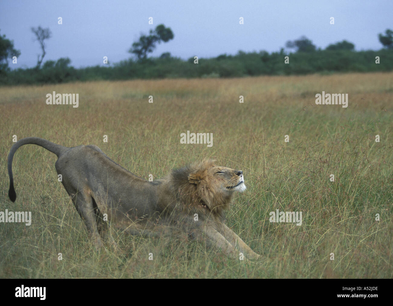 Kenya Masai Mara Game Reserve Adult male Lion Panthera leo stretches in ...